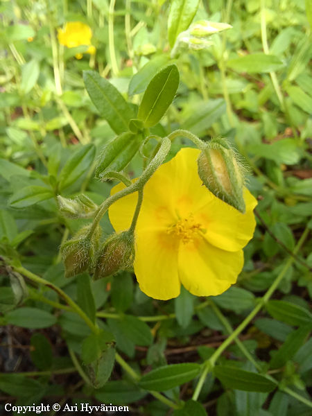 Helianthemum nummularium, kultap�iv�nnouto